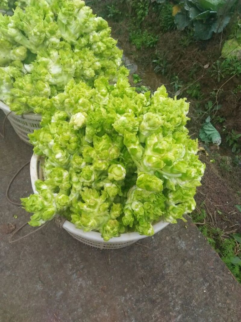 儿菜5两以上
