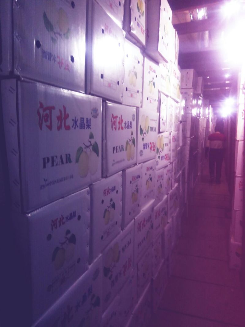鸭梨250~300g纸箱