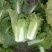 大白菜吉林白菜乾坤91-18白菜，黄包品质保证，