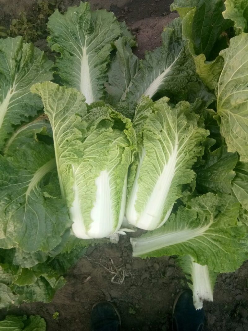 大白菜吉林白菜乾坤91-18白菜，黄包品质保证，