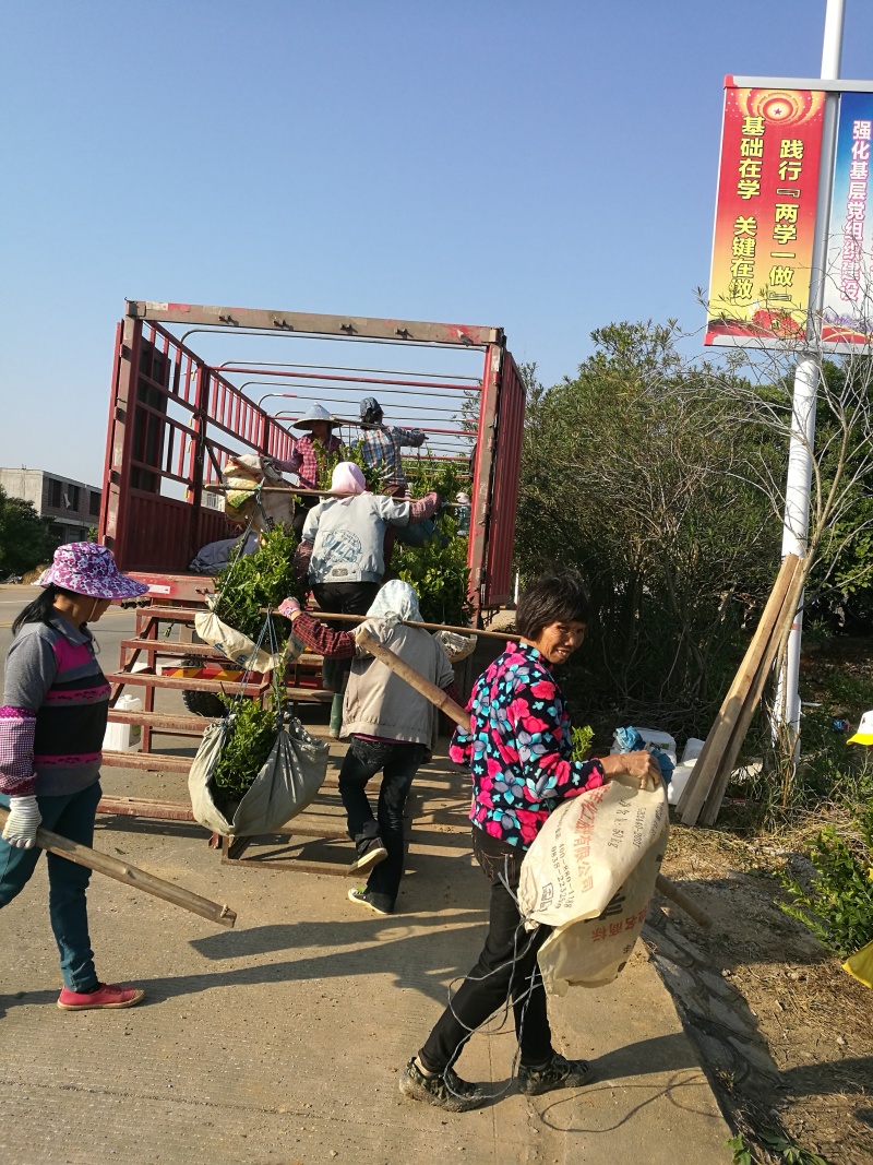 茉莉花含盆
