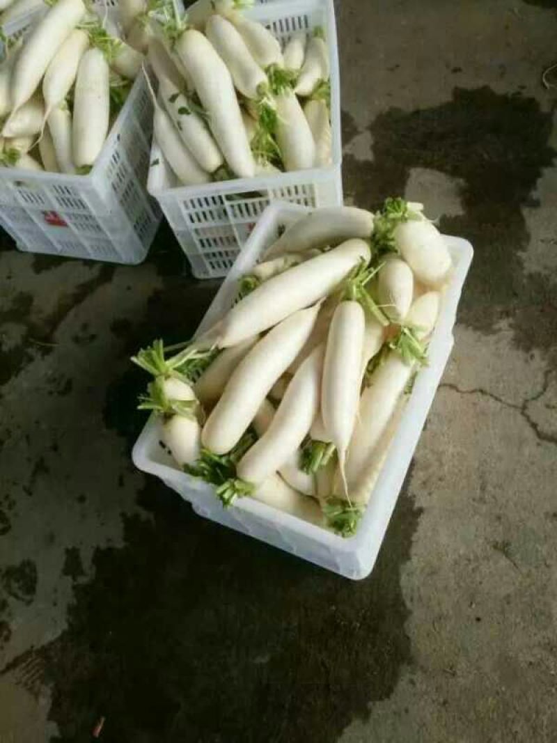 白萝卜1.5~2斤起