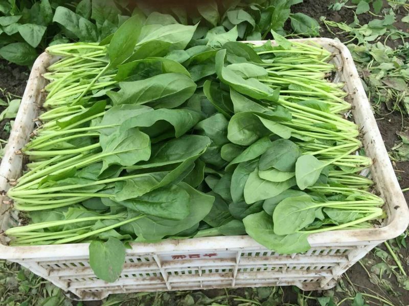大叶菠菜25~30厘米