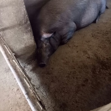 太湖母猪种猪