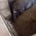 太湖母猪种猪