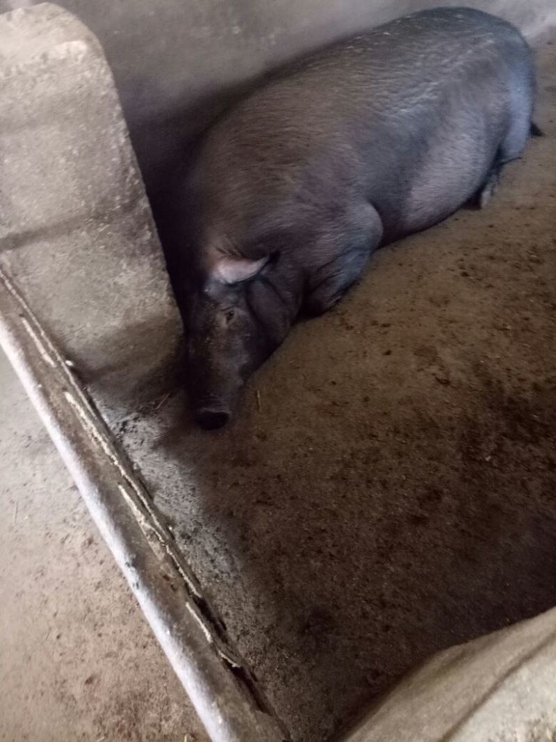 太湖母猪种猪