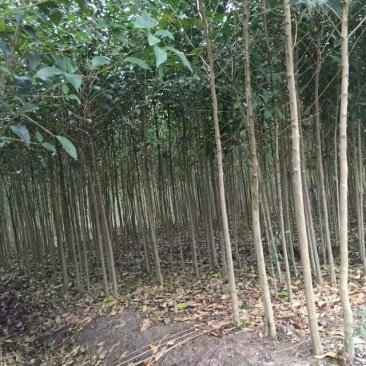 大叶女贞4cm以下