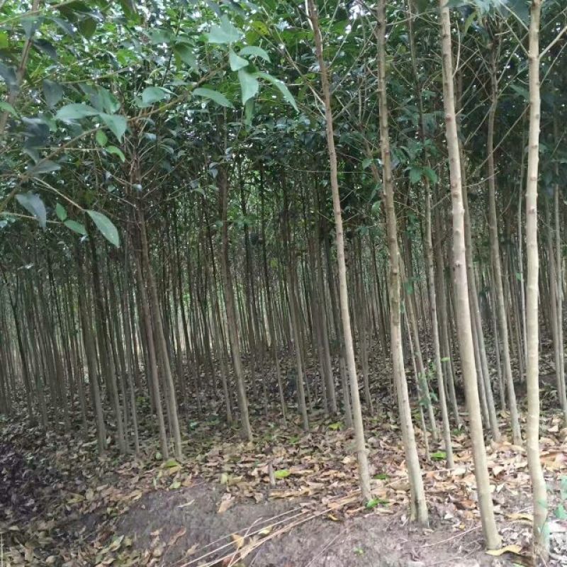 大叶女贞4cm以下