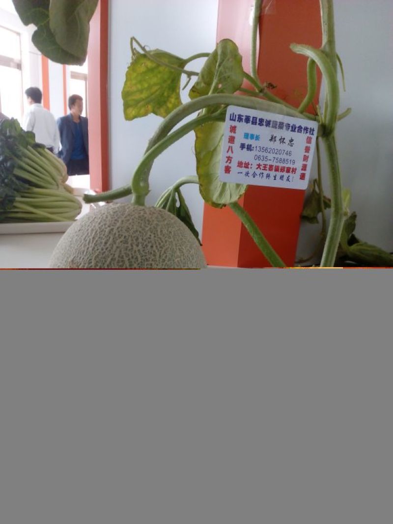 网纹瓜2斤以上椭圆形