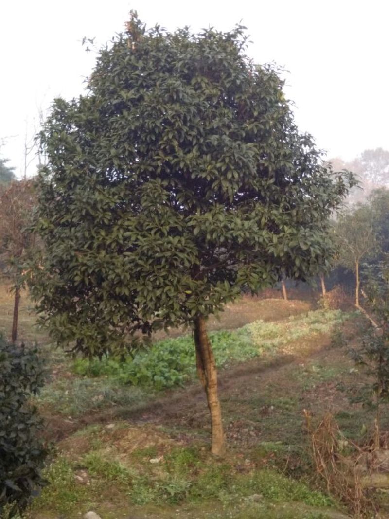 桂花树8~10cm2.5~3米1~2米