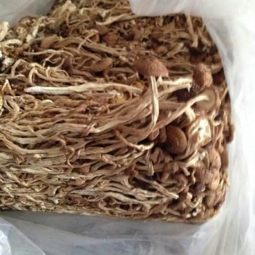 茶树菇10cm