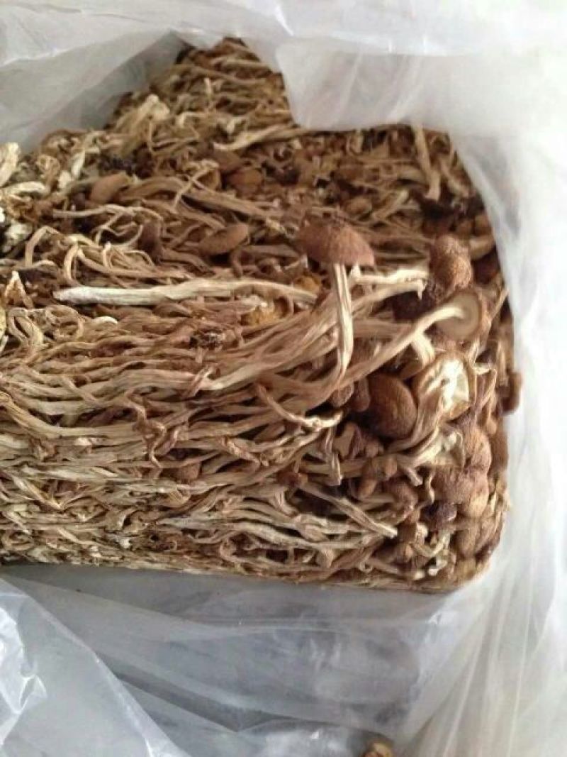 茶树菇10cm