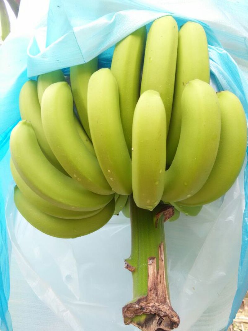巴西香蕉七成熟