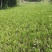 麦冬草