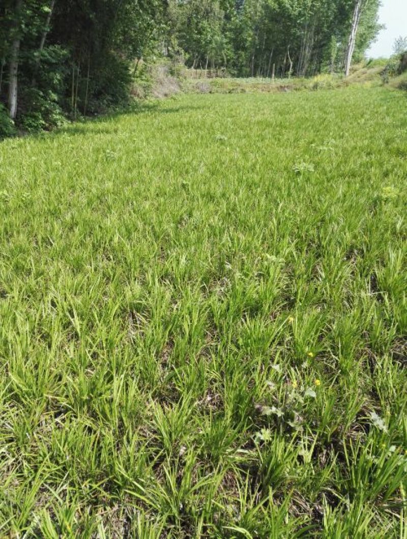 麦冬草