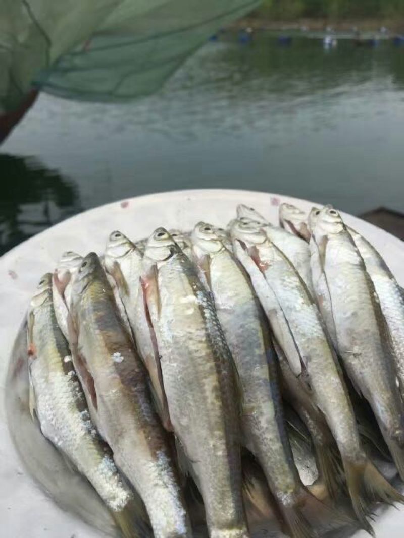 餐条鱼干