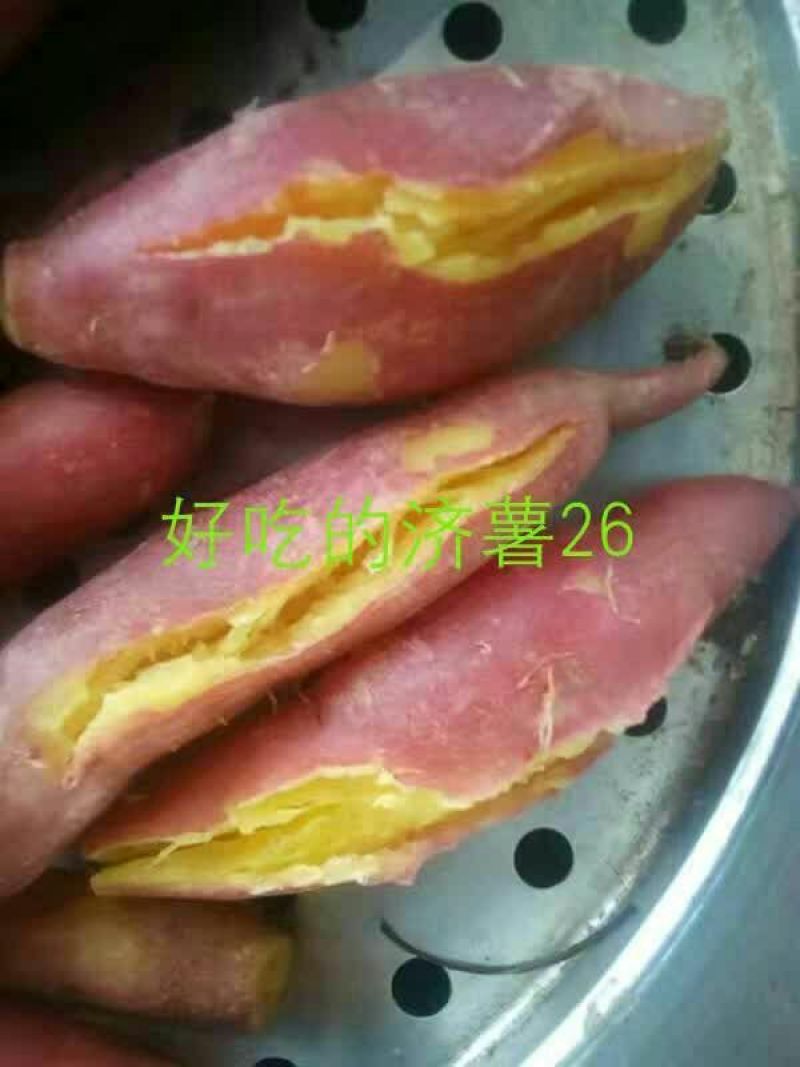 济薯26黄心3两以上