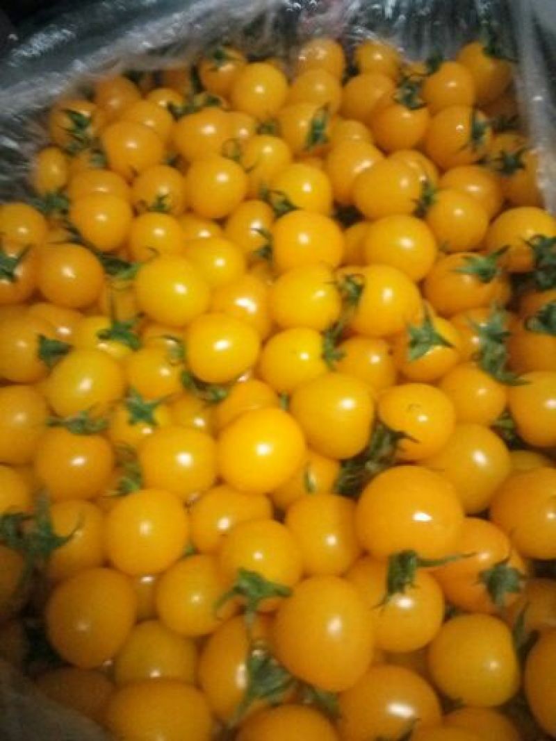 金蜜佳小番茄10克以上