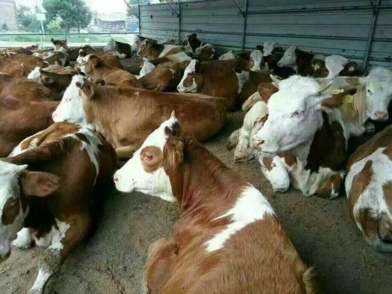 肉牛
