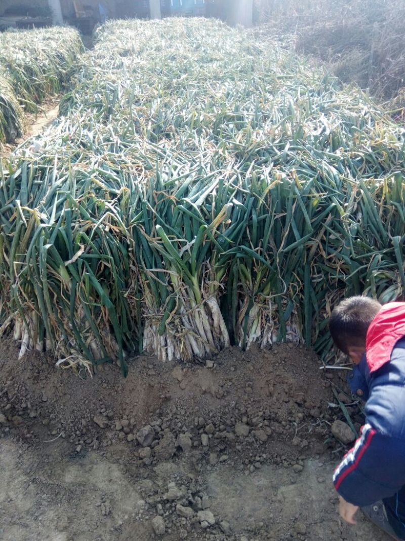 长白大葱40cm以上毛葱3cm左右