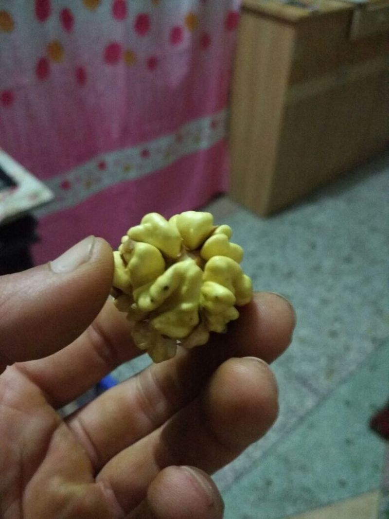 青皮核桃青皮