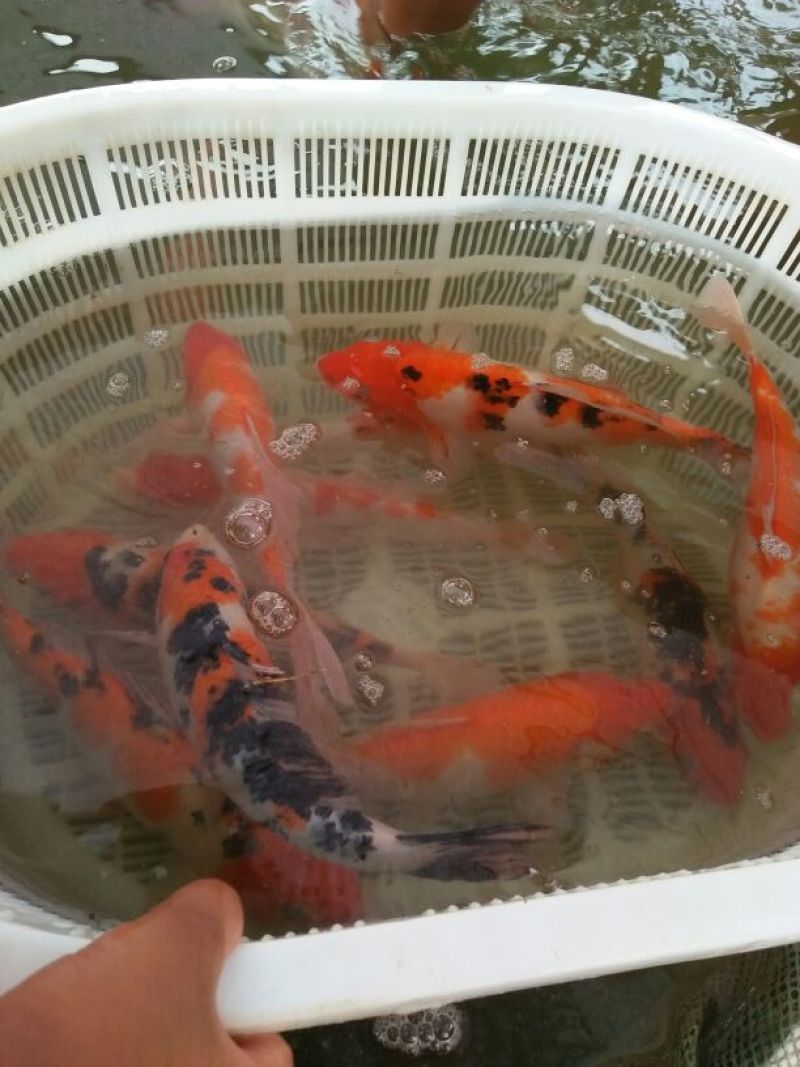 金鱼5cm以上