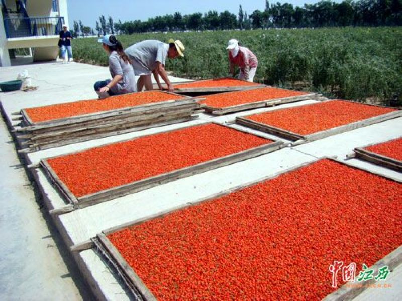 甘肃宁夏手工采摘精品大个头农家特产精选《枸杞王》