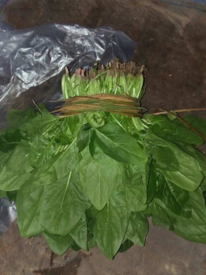 越冬菠菜30~35厘米