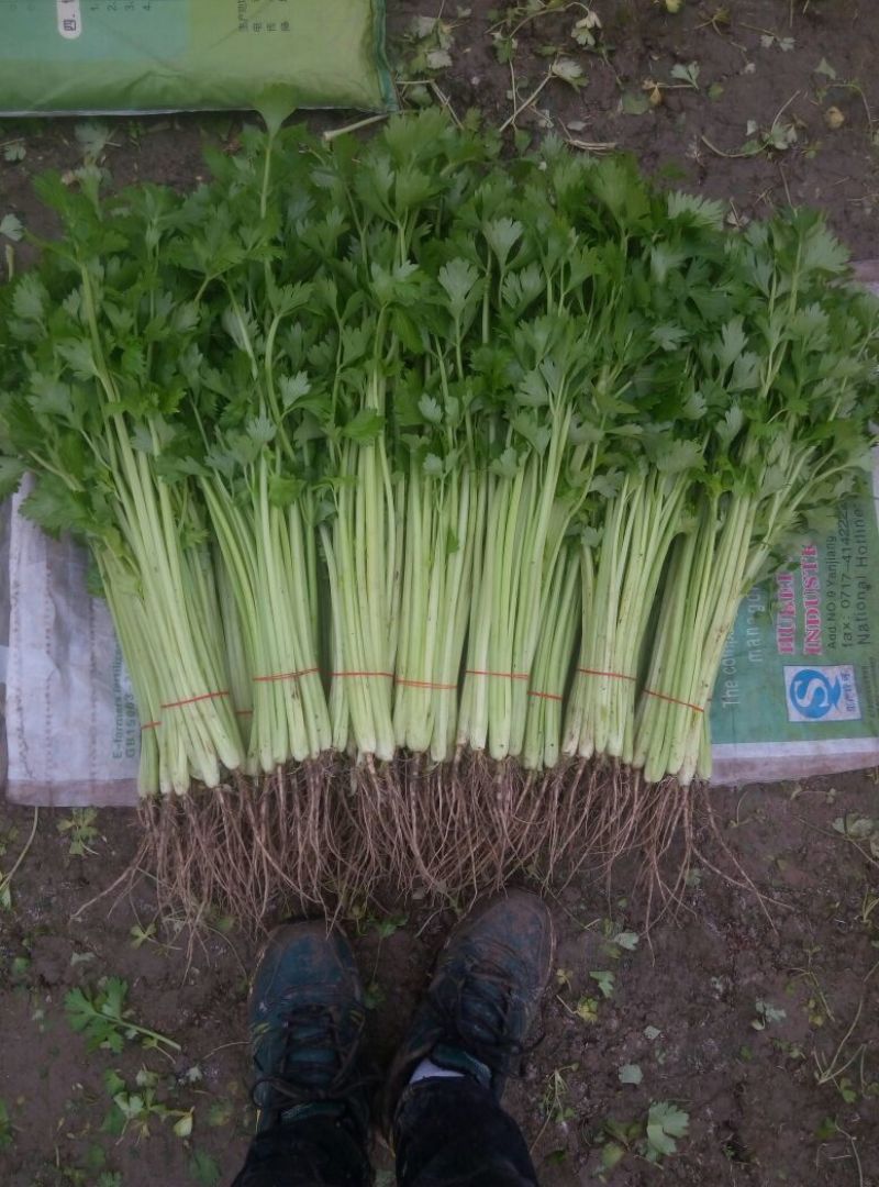 芹菜50cm以上四季西芹粗细适中，有光度，专门种芹菜茼