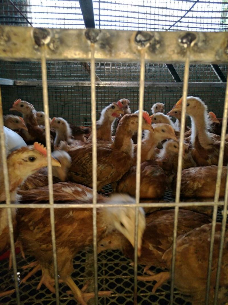 脱温鸡1斤以上