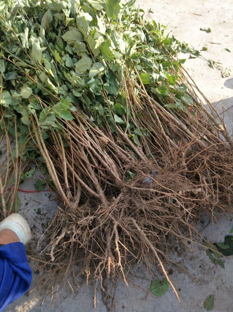 巨峰葡萄苗1年80~110cm