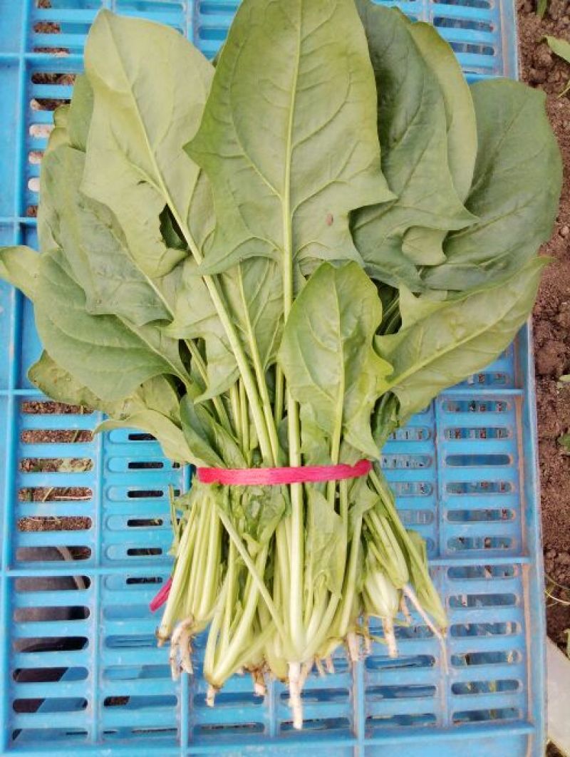 全能菠菜20~25厘米
