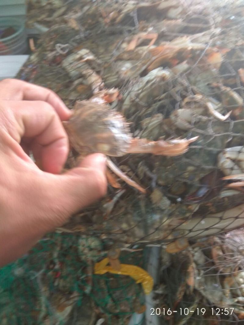 螃蟹食用雌蟹
