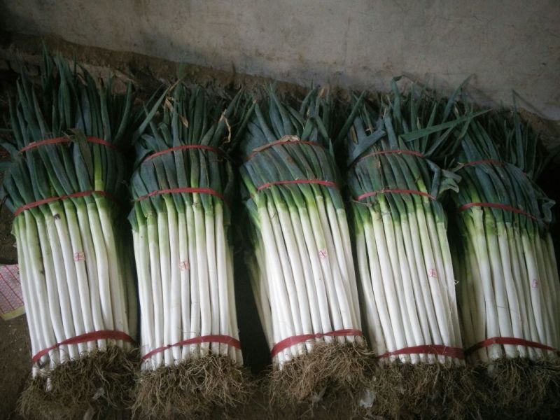 铁杆大葱35~40cm净葱3cm左右