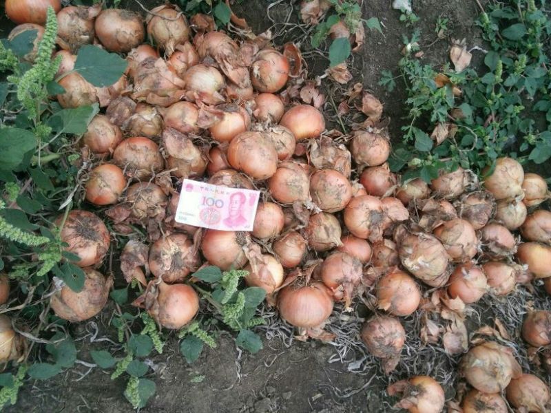 代办，代发牡丹江黄皮洋葱8厘米以上全国供货
