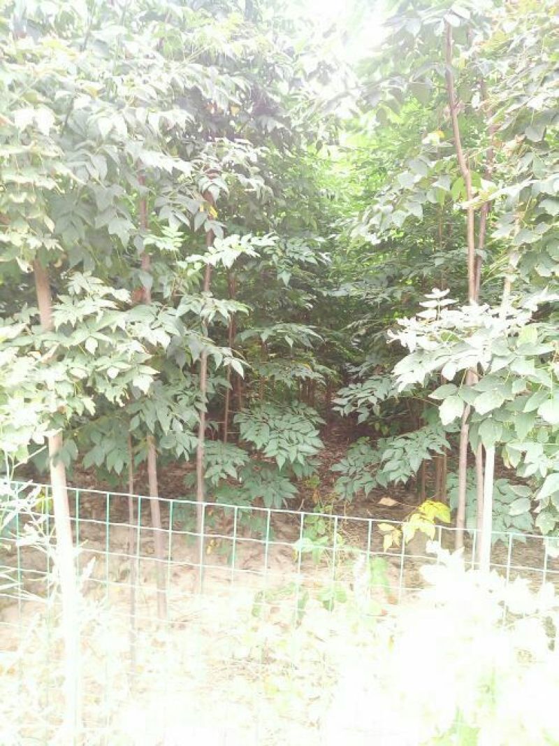 黄山栾树4~6cm4cm以下3~3.5米