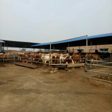 肉牛200斤以下