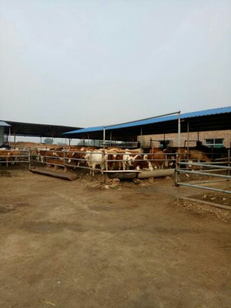 肉牛200斤以下