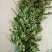 花椒苗0.5~1年