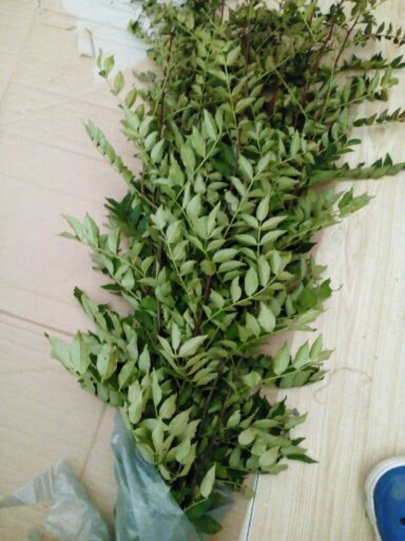 花椒苗0.5~1年