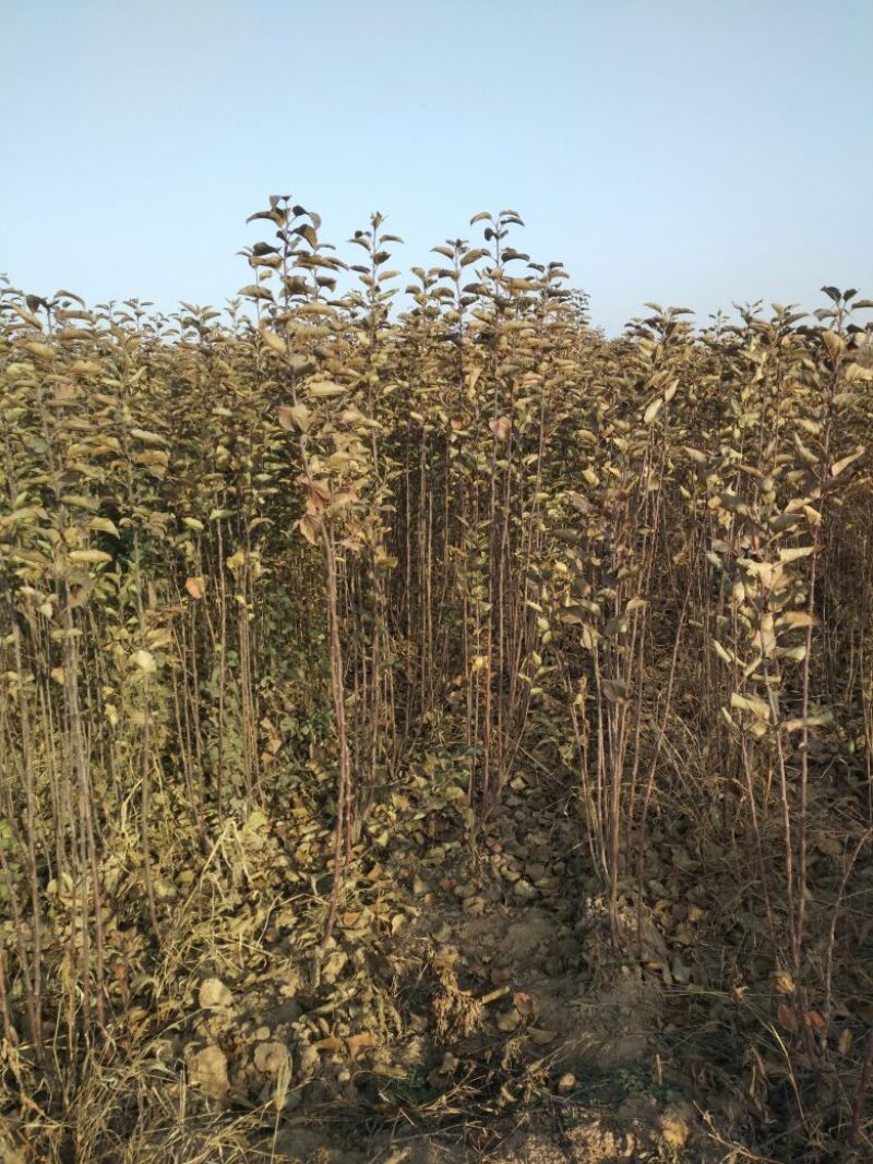 苹果树苗80cm以上