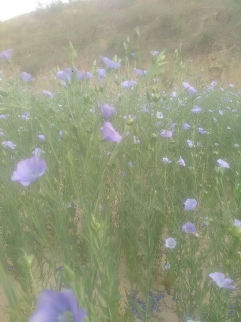 胡麻油