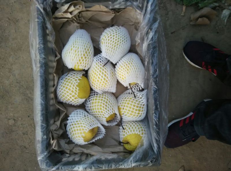 雪花梨350~400g筐装