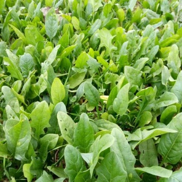 全能菠菜20~25厘米