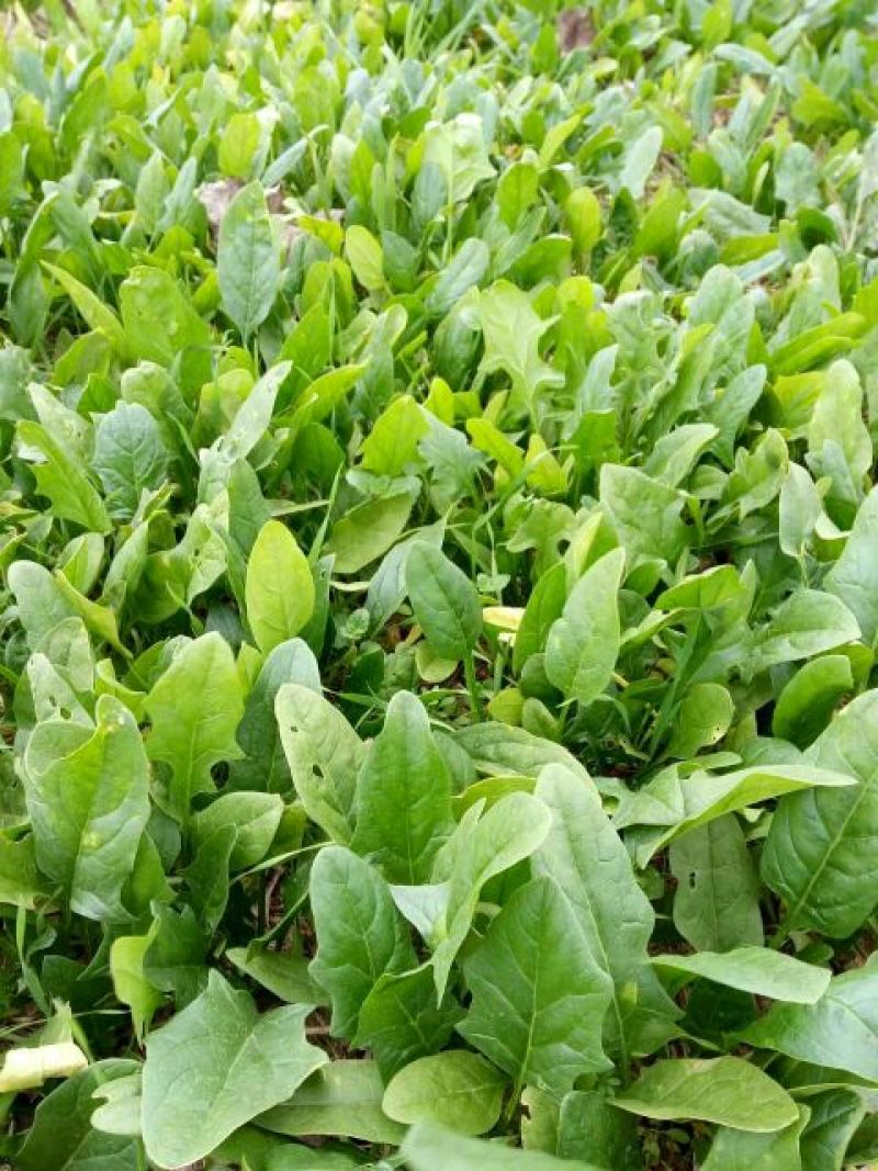 全能菠菜20~25厘米