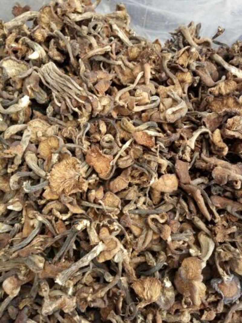 树秋菌一级