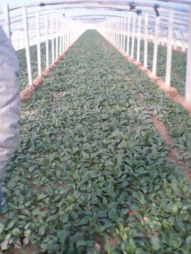 名门菠菜