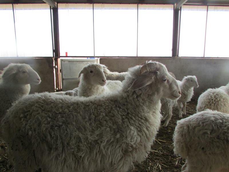 小尾寒羊羔40~60斤/头