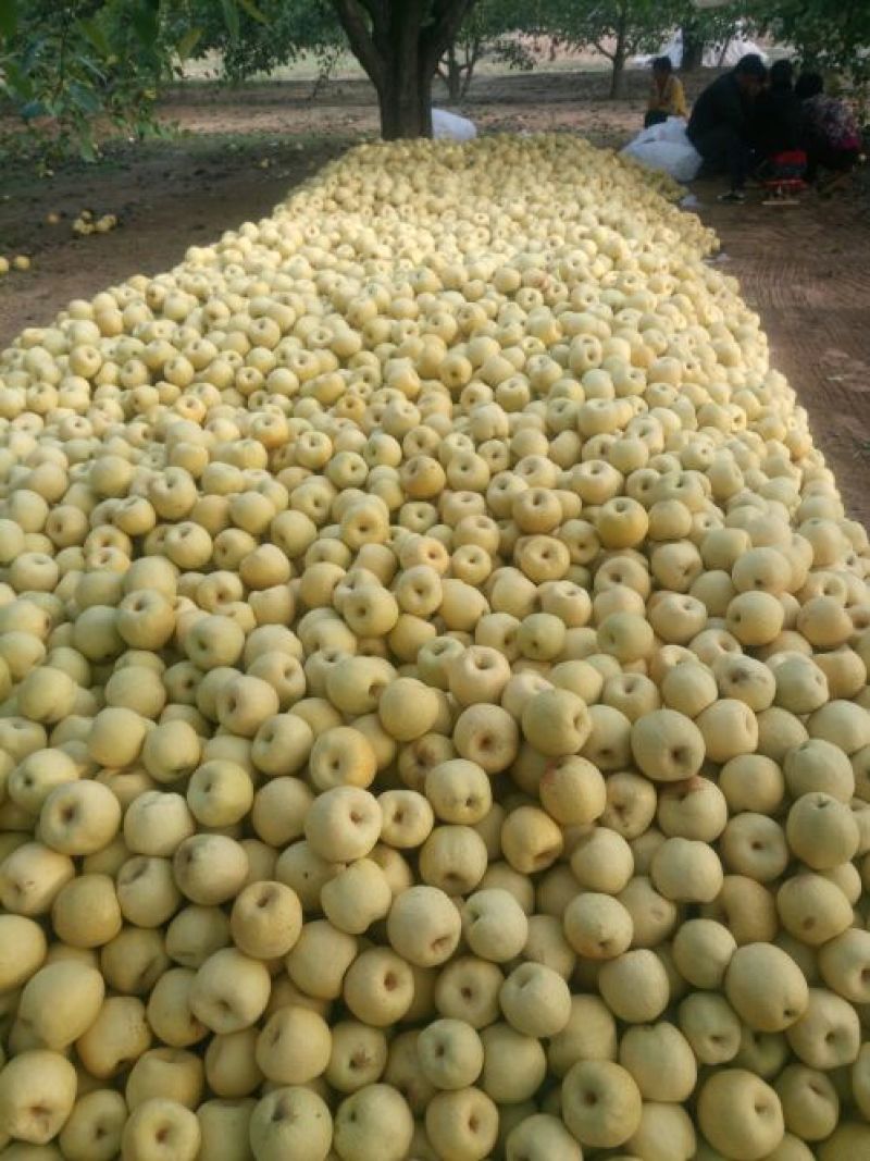 砀山梨250~300g光果