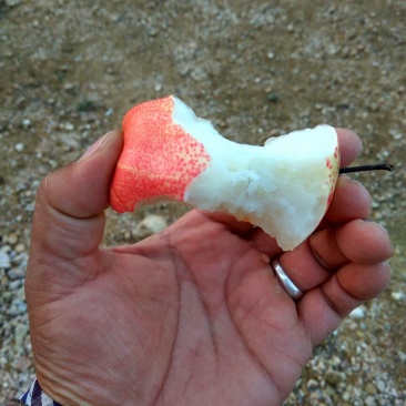 早酥红梨苗全红梨树苗梨树苗基地梨树苗梨树苗品